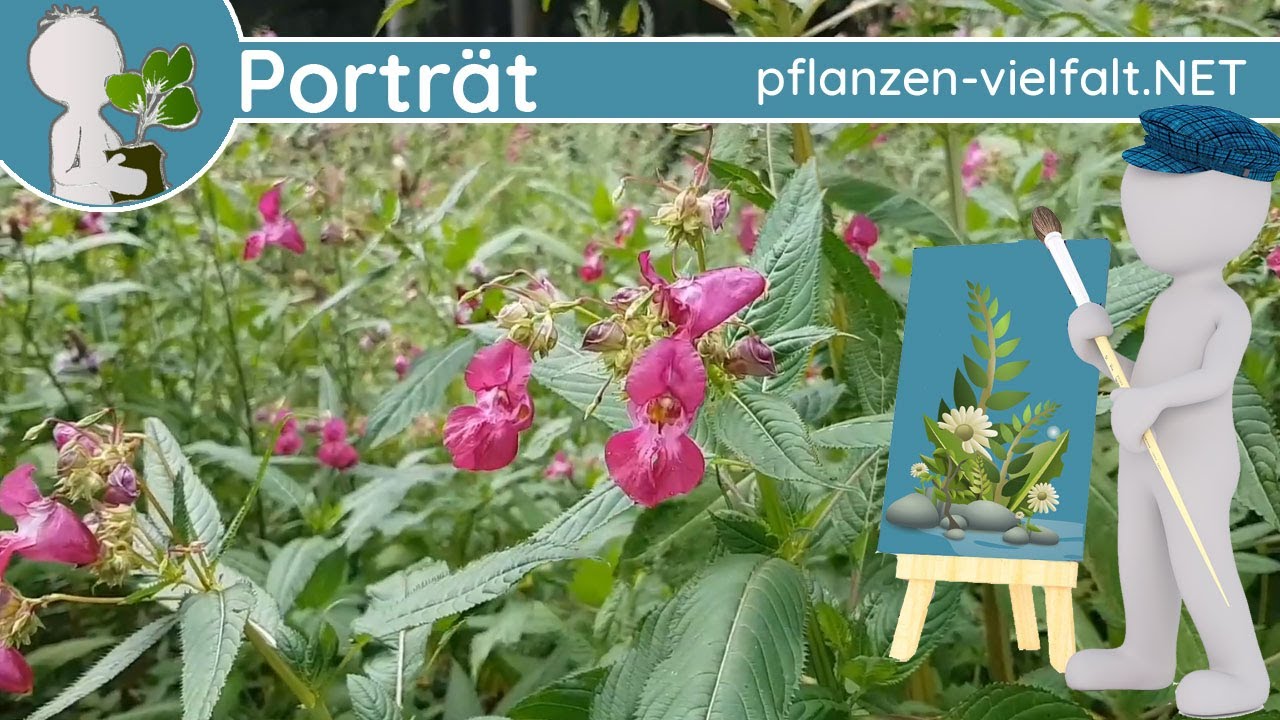 🖼️ Porträt 164 - Drüsiges Springkraut (Impatiens glandulifera) - Wildpflanzen-Steckbrief (Essbar)
