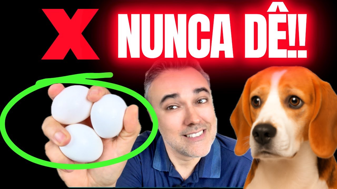 ❌NUNCA DÊ OVO assim para teu cão! 👉VEJA FORMA CORRETA!
