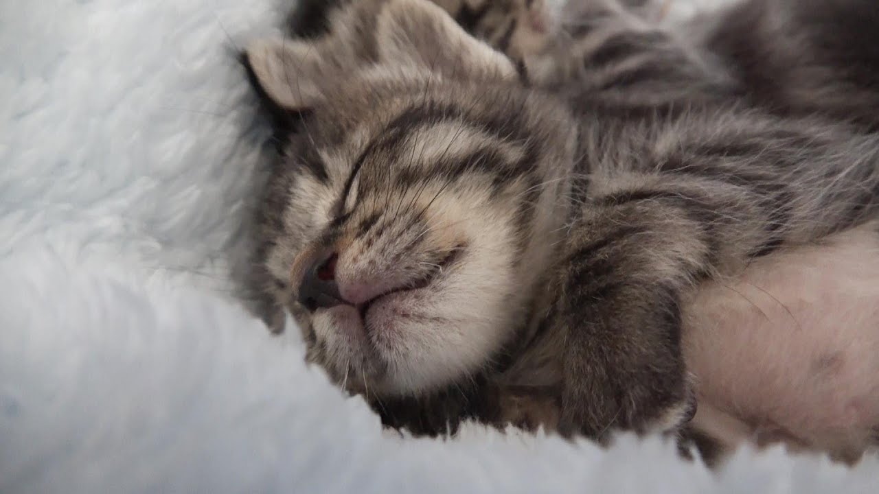フラダンスを夢見る子猫？可愛いピクピクにメロメロ【ご乱心】