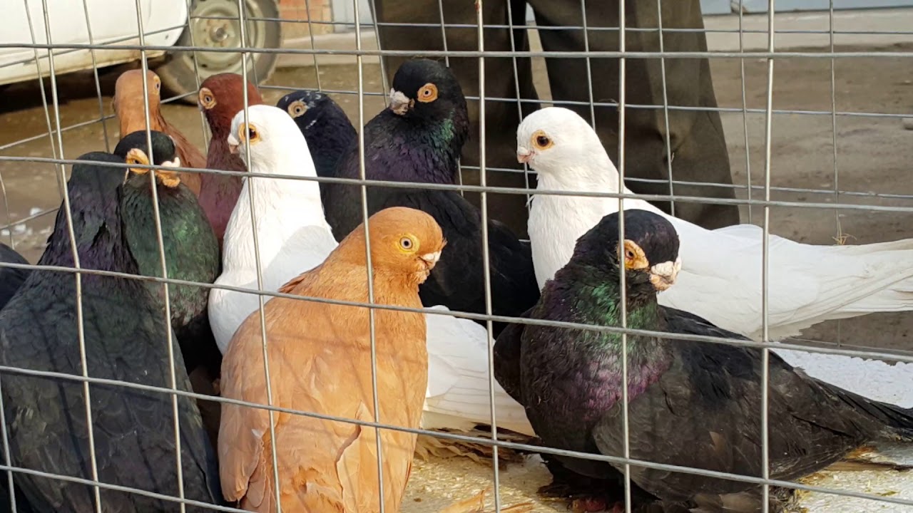 4.02.18.Голуби     Птичий рынок г Прохладный. Doves Bird Market Mr. Cool