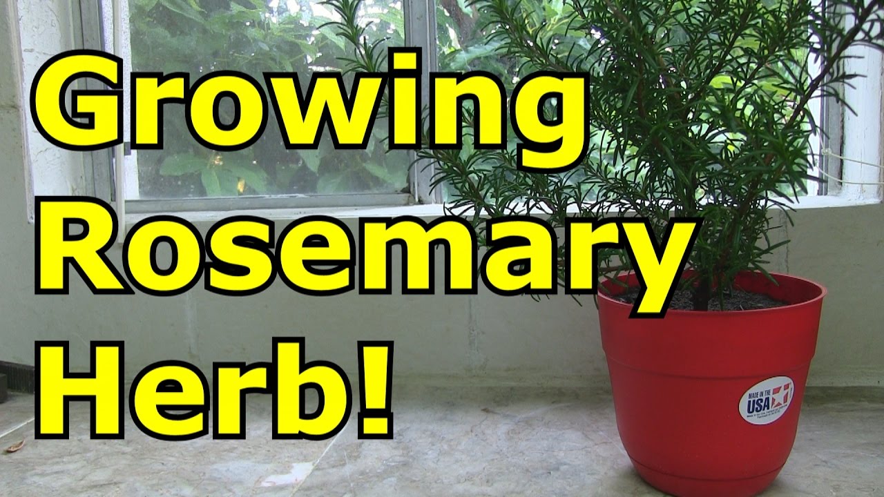 How to Grow Rosemary in a Pot