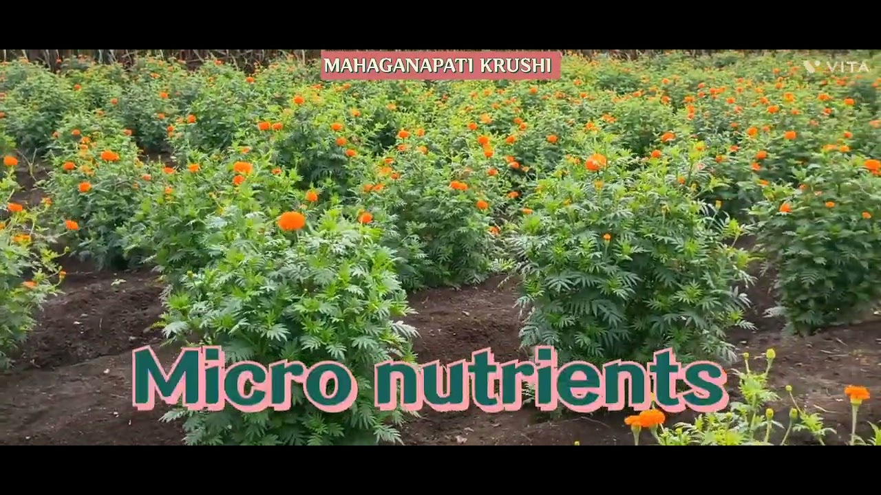 Marigold farming. How to increase weight of Marigold Flower? Fertilizer dose to increase yield.