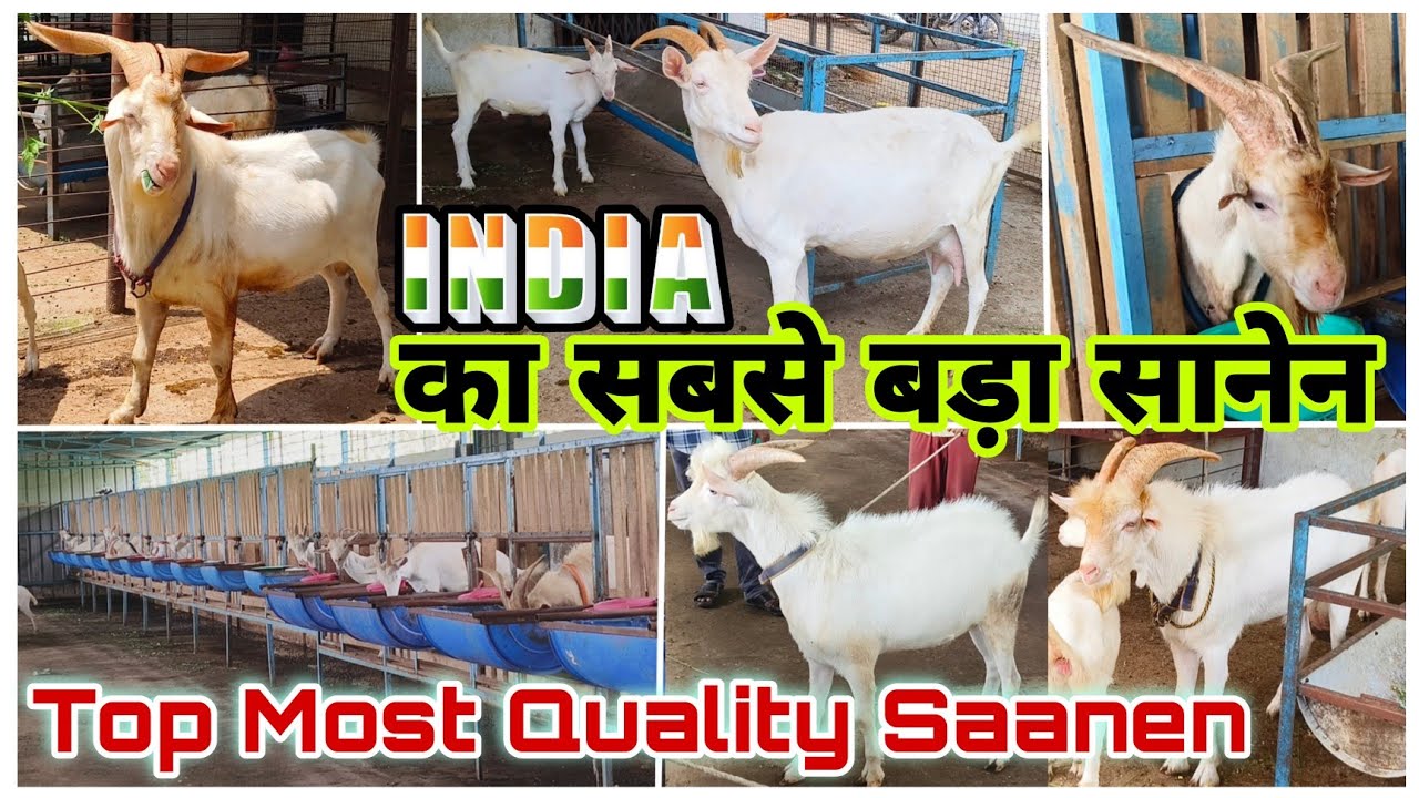 Biggest Saanen Setup of Aurangabad | India का सबसे बड़ा सानेन (Khali) | Patel's goat farm Setup Tour