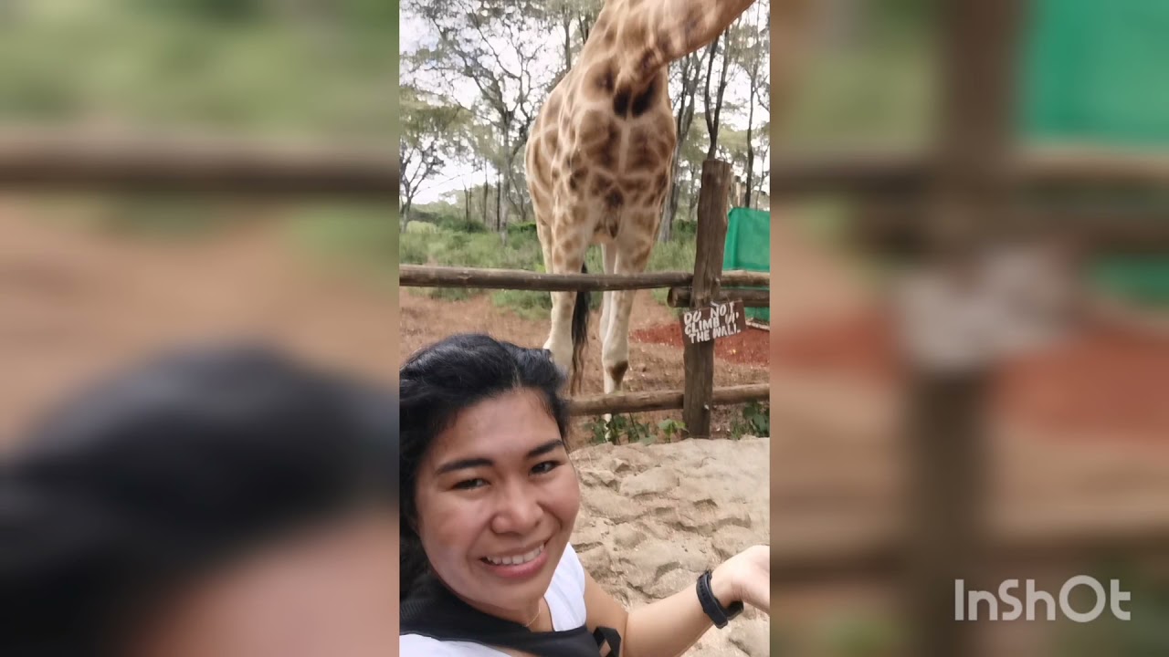 Kenya|Feeding Giraffes at the Giraffe Center, Karen, Nairobi, Kenya
