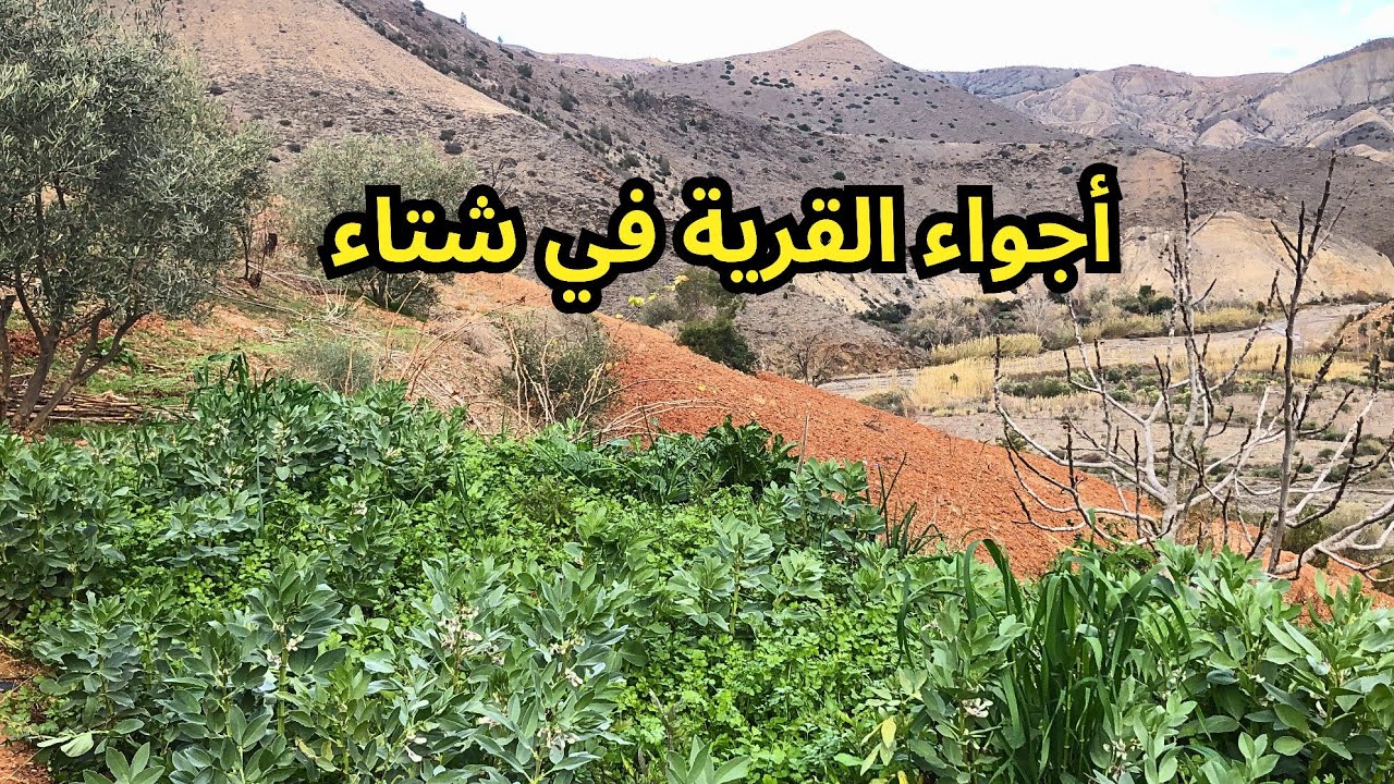 هكذا تكون الحياة في مزرعة مدرجة بجوار البيت تقليدي وخيرات الله وسط جبال الريف #الحسيمة_المغرب 