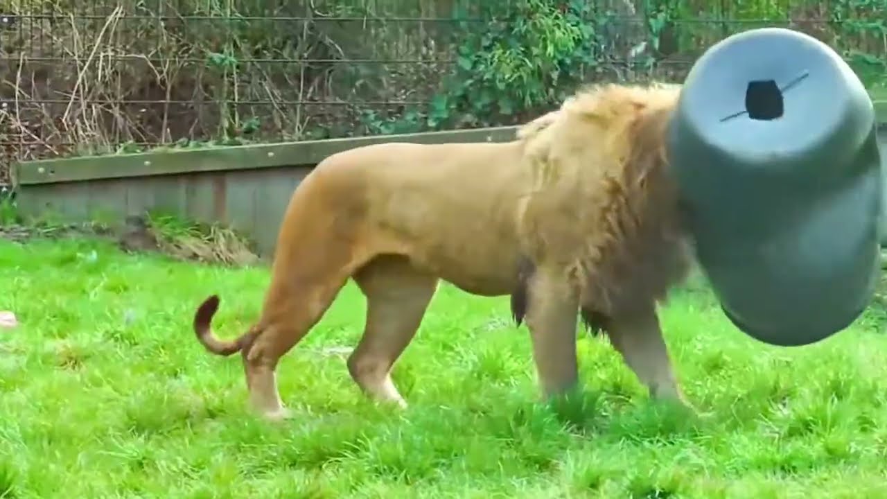 Animals that asked for help! 