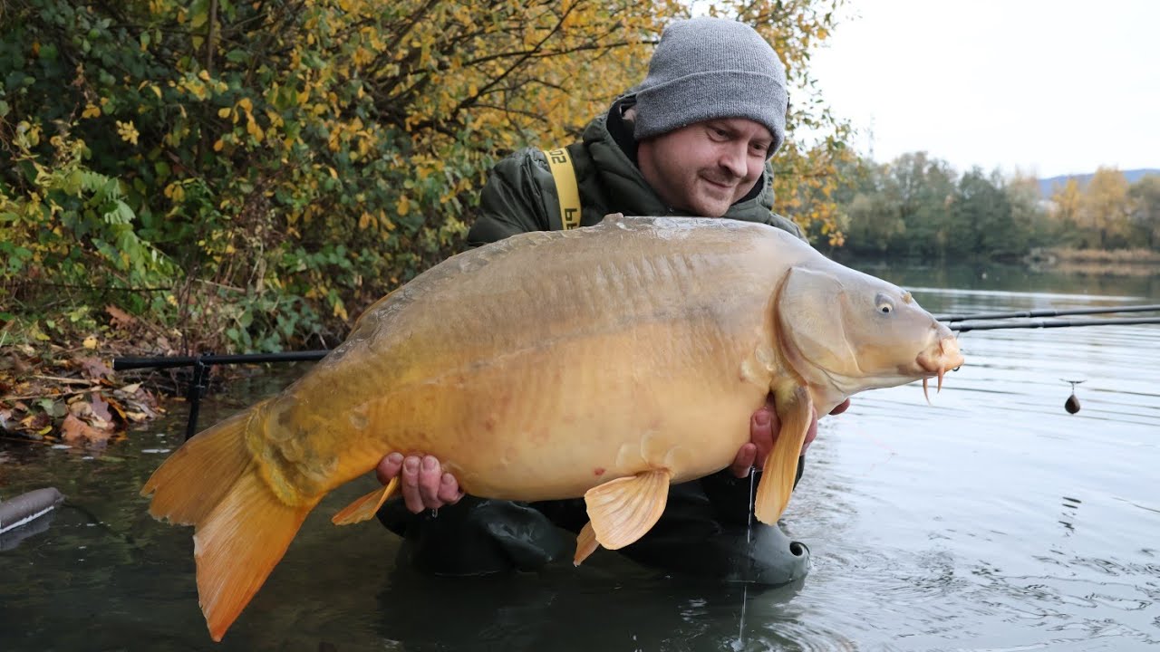Karpfen fressen sich die Bäuche im November voll 🐖 | wr fishing Karpfenangeln