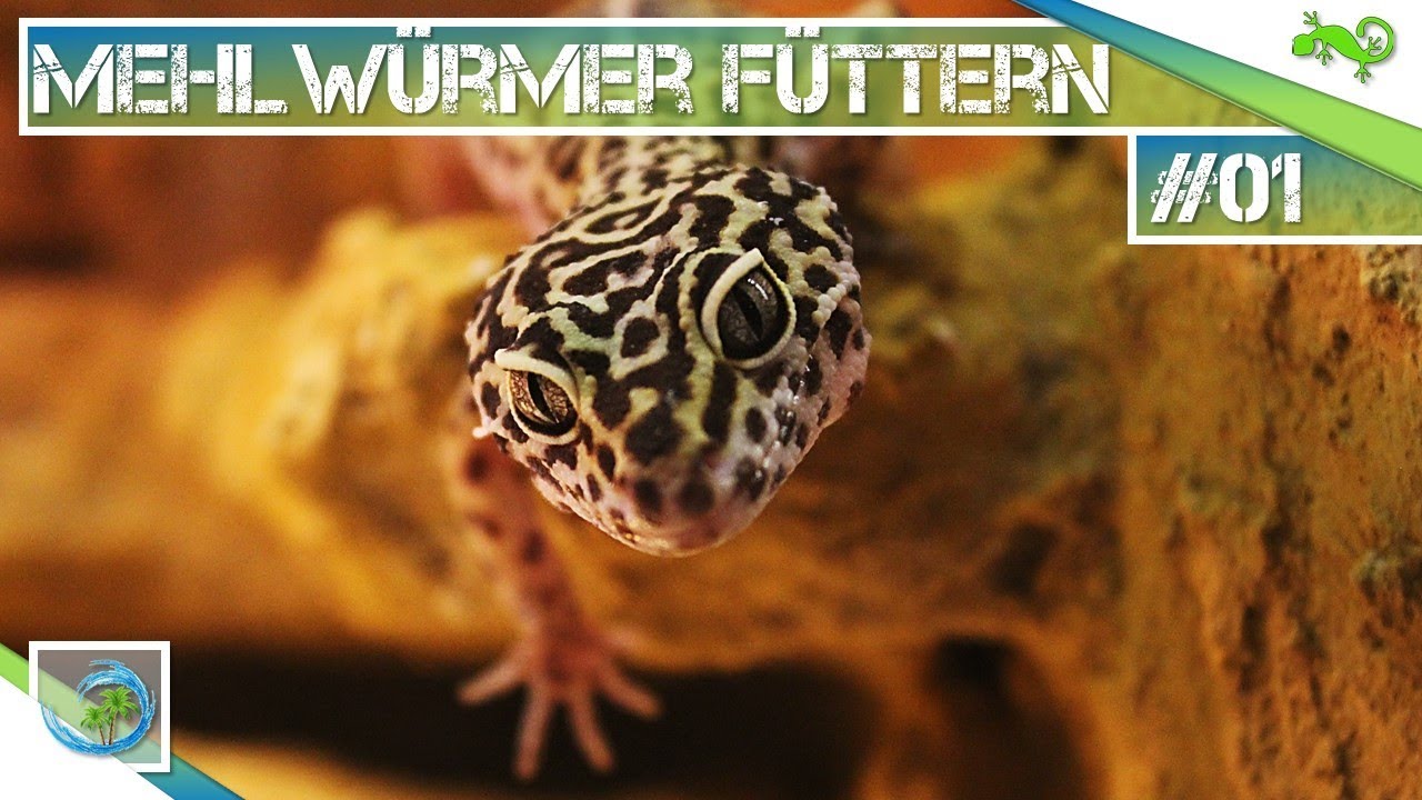 Mehlwürmer an Leopardgeckos verfüttern |#1Gecko Tagebuch