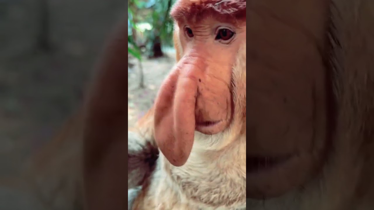 Mischievous Monkey Moments