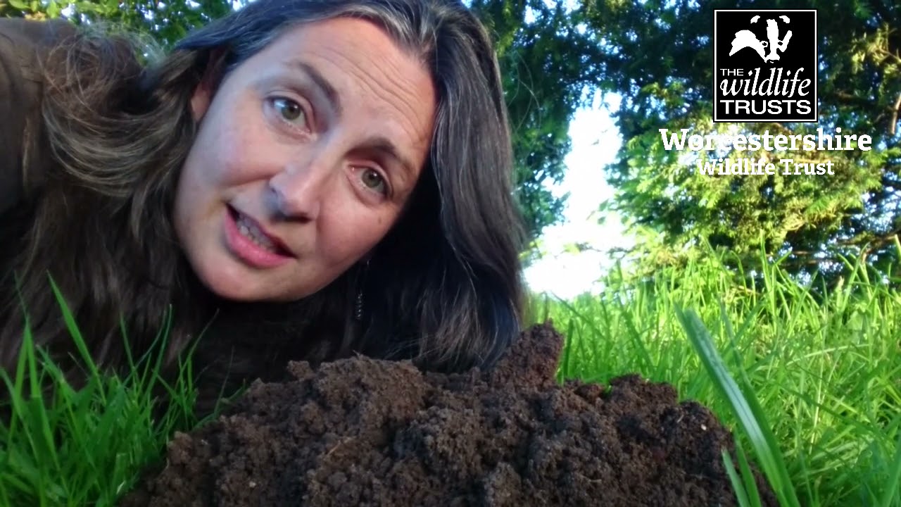 Seasonal spot - molehills