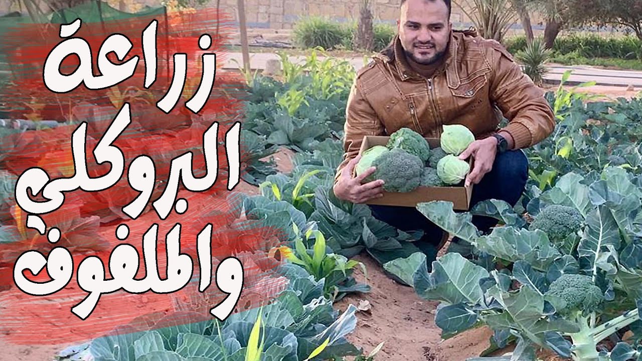 زراعة البروكلي والملفوف ( الكرنب ) والقرنبيط || من البذرة حتي الانتاج
