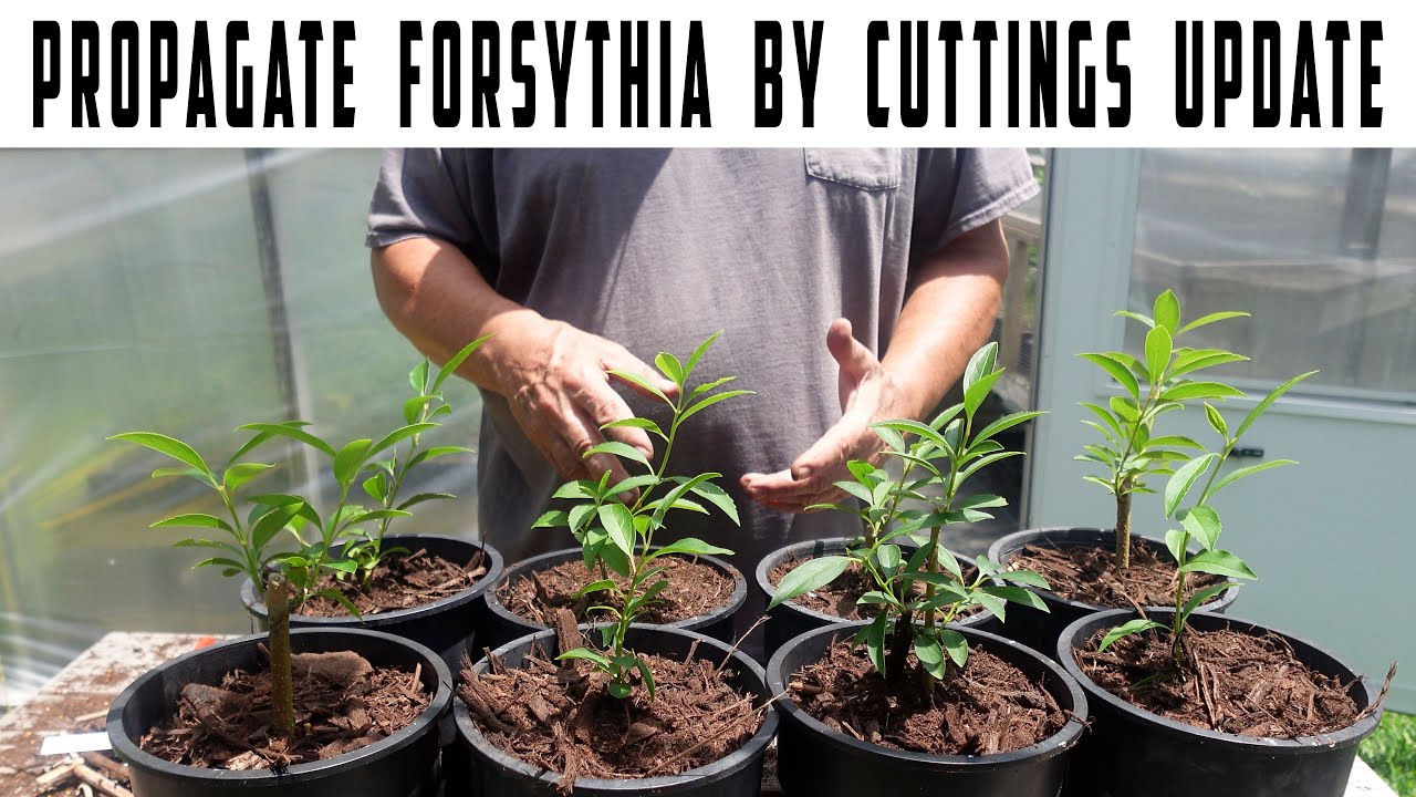 Propagate Forsythia by Cuttings Update