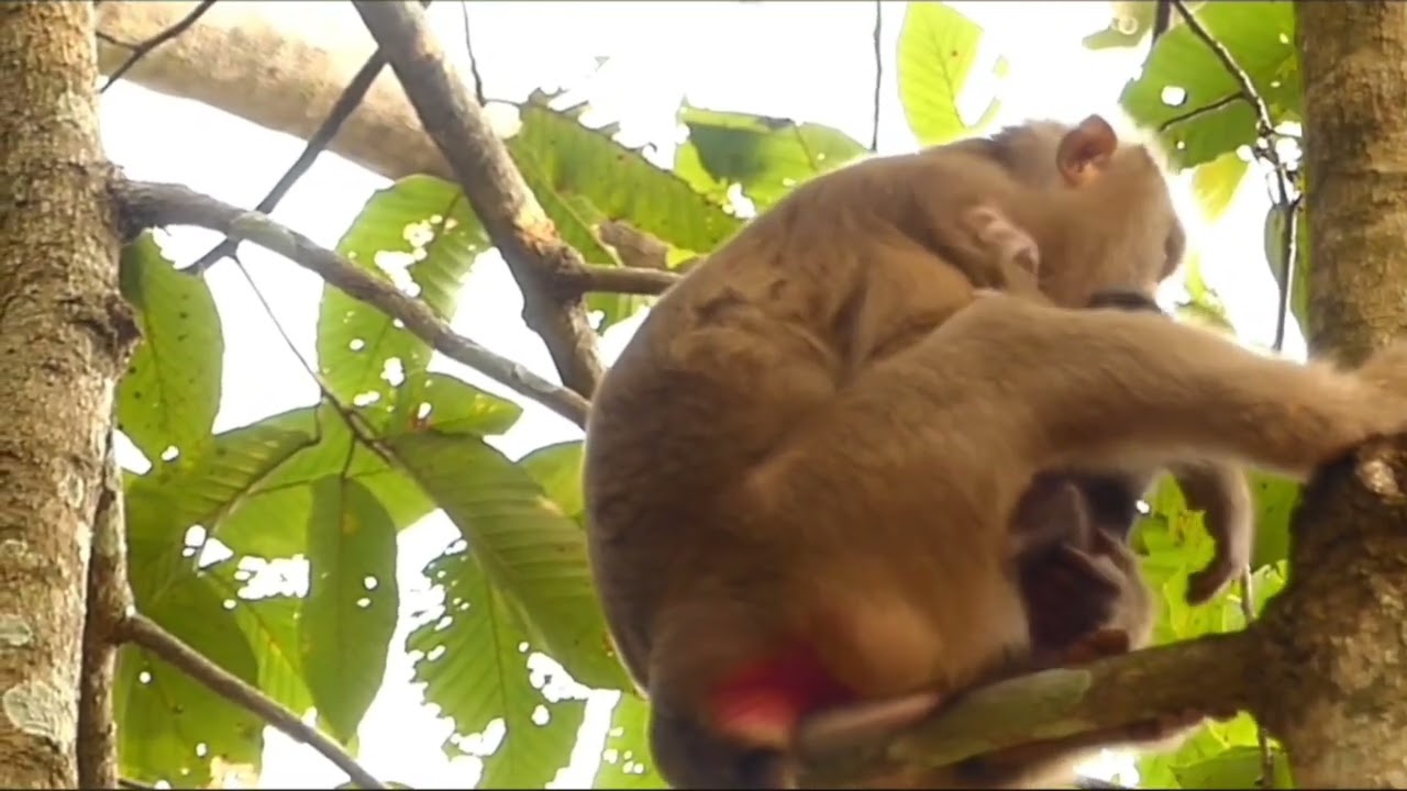 monyet kecil susah bergerak