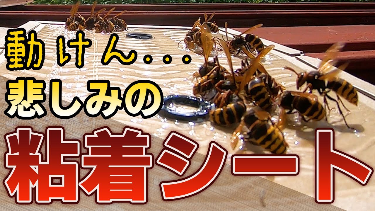 【スズメバチ】蜂です。粘着シートに捕まった時の逃げ方を誰か教えてくれませんか？【repost】