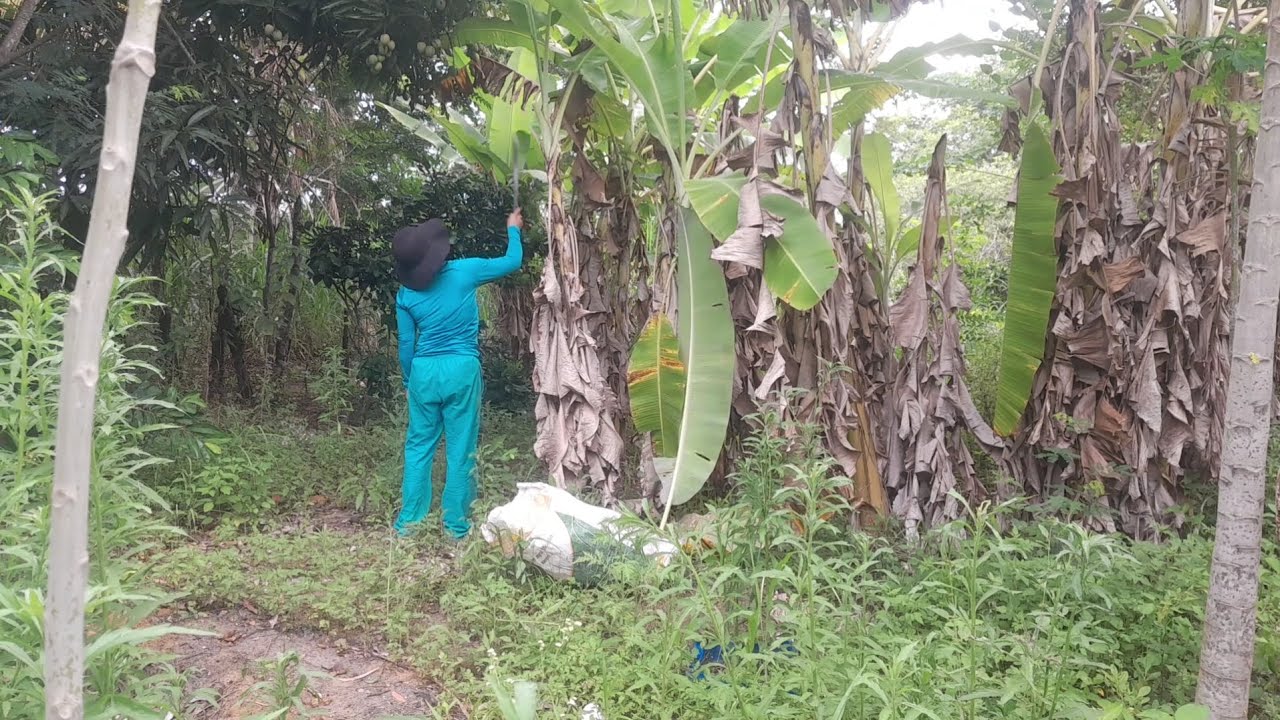 Dia produtivo alimentação das aves.
