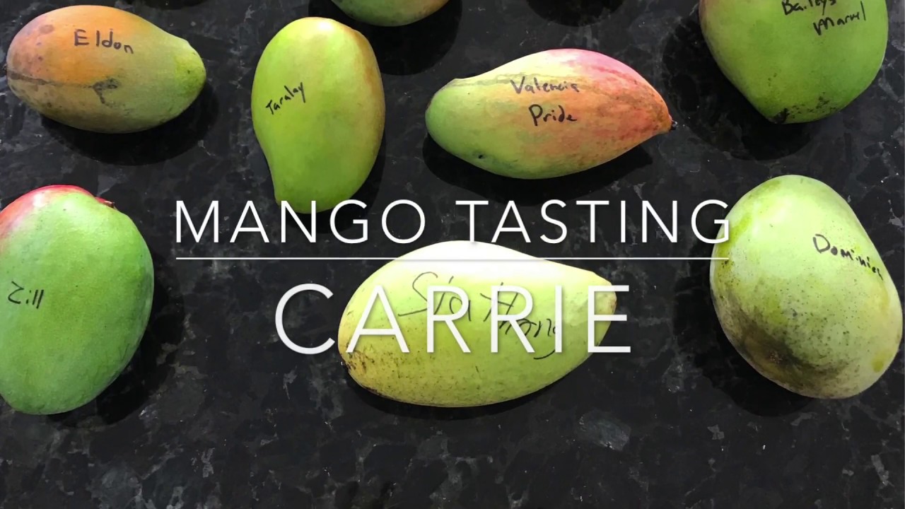 Taste Testing Florida Mangos - Carrie Mango