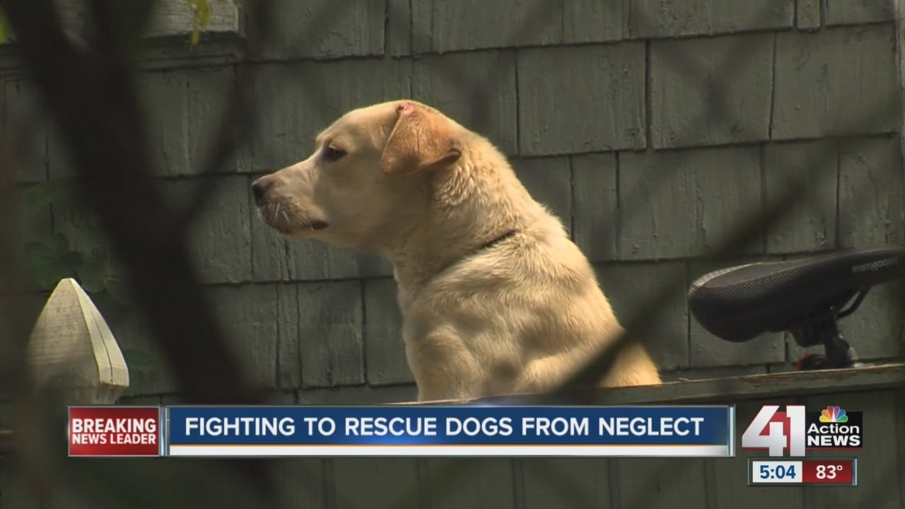 Dog group calls for more humane Animal Control Department after lab with lesions is returned to owne