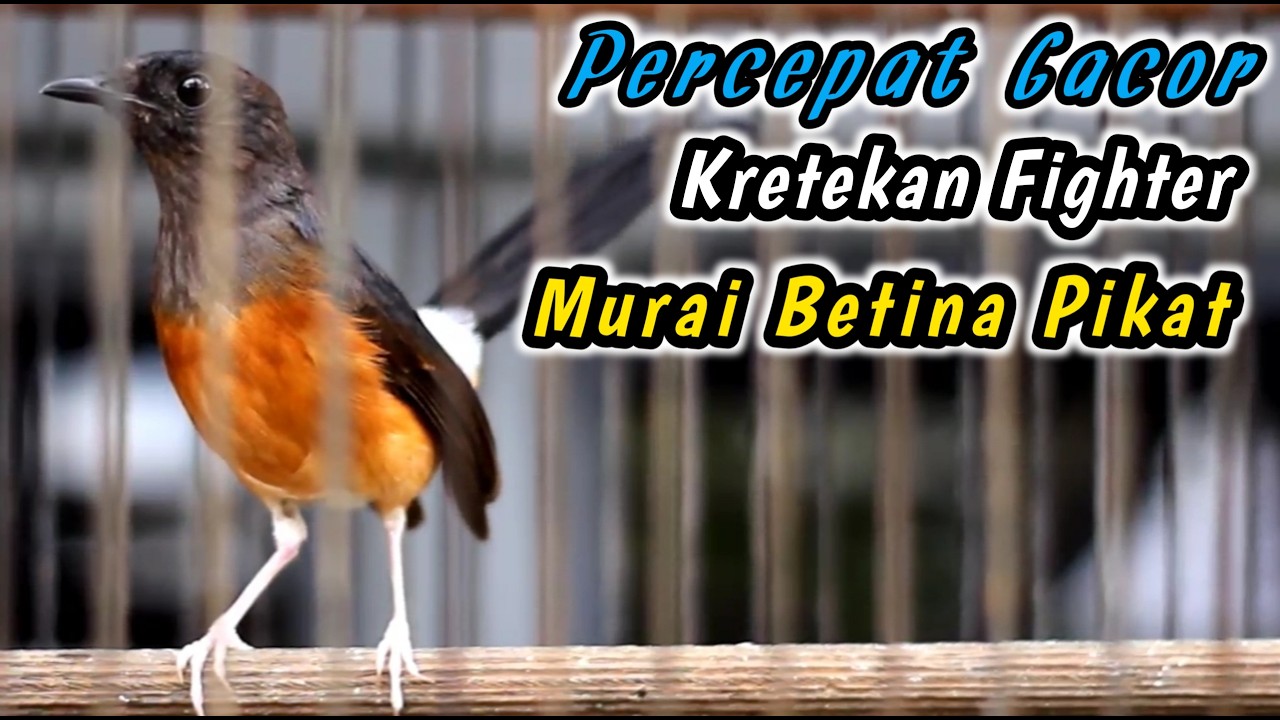 99% LANGSUNG RESPON‼️SEKALI DENGAR SEMUA MURAI BATU DIAM PASTI LANGSUNG NGAMUK JADI GACOR NEMBAK
