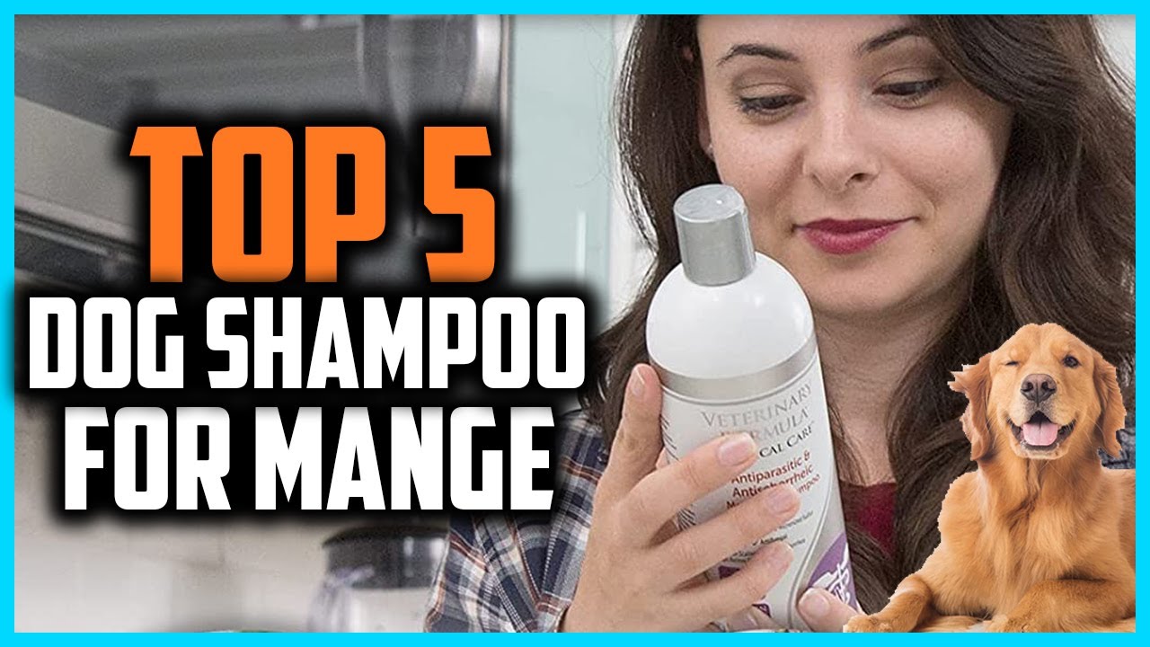 ✅Top 5 Best Dog Shampoo For Mange of 2024