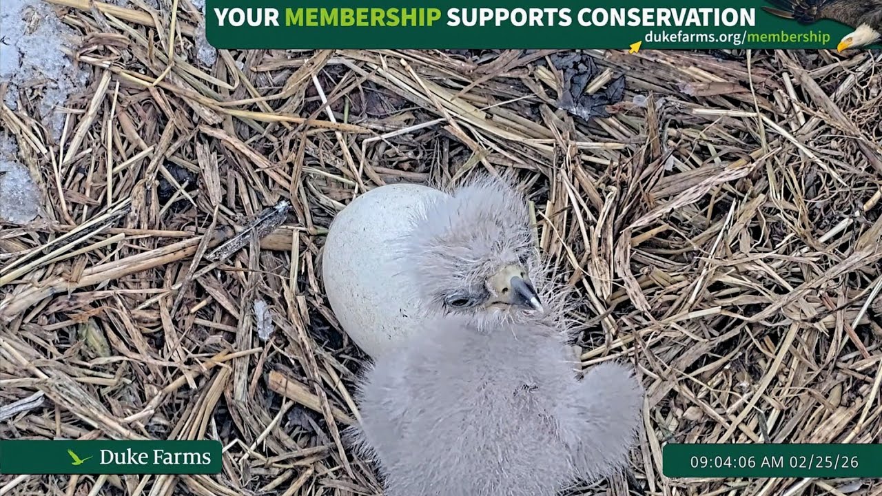 Duke Farms Eagle Cam 2026.2.25 🐣4days old