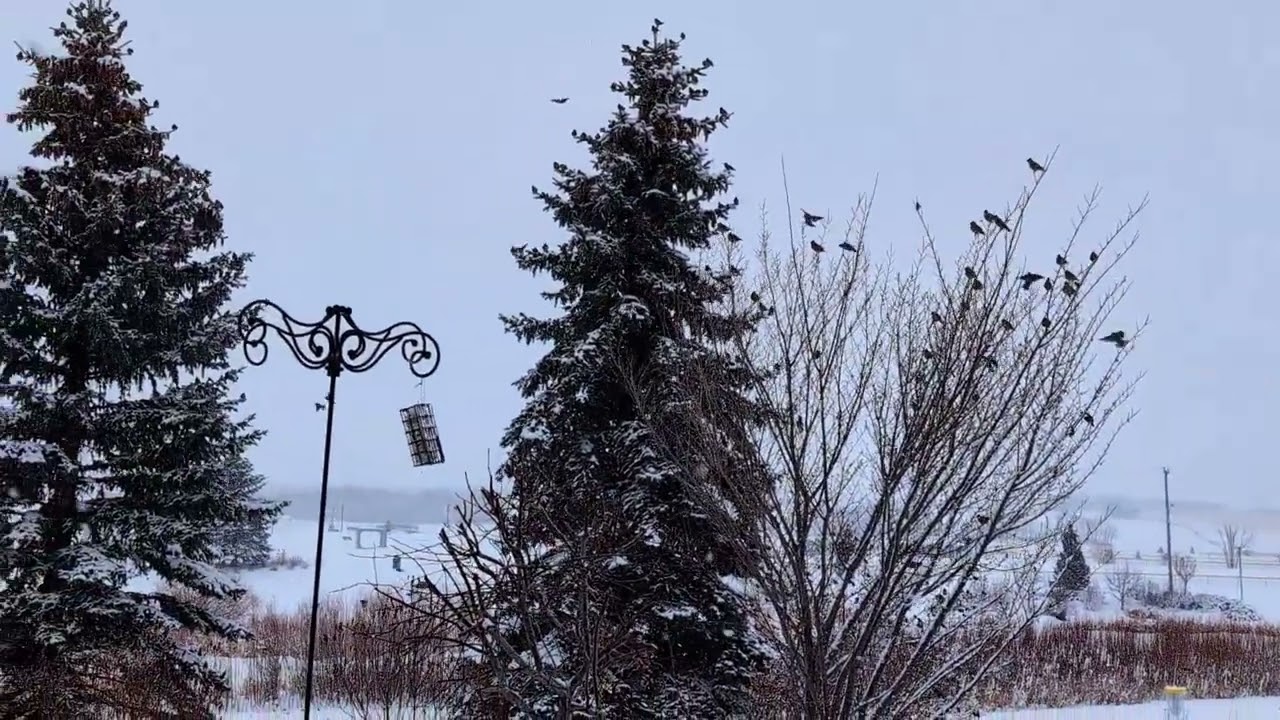 Cedar Waxwings having flocking spring acrobatics in my back yard March 2026