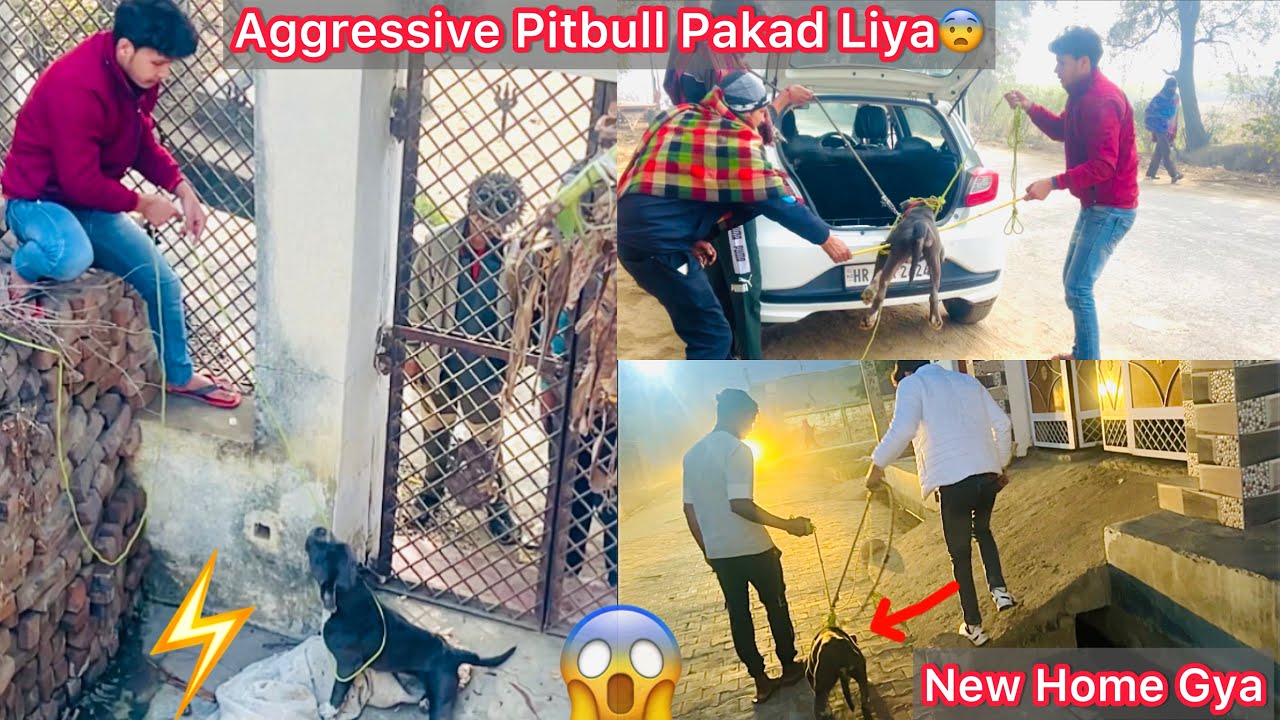 Finally Aggressive Pitbull Adopt Hogya🐶Halat Kharab Hogye Pakdne Mai😨