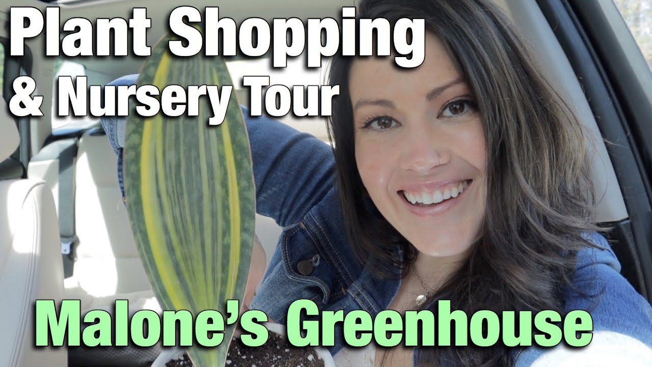 Plant Shopping & Plant Haul - Houseplant Nursery Tour - Malone's Greenhouse - Charlotte, NC