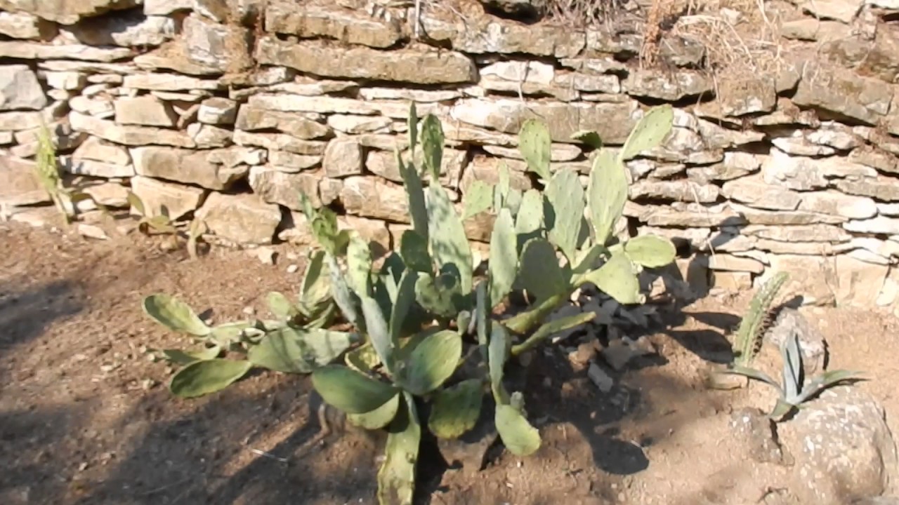 My huge and very old Opuntia stricta in my Olive garden on Adriatic coast