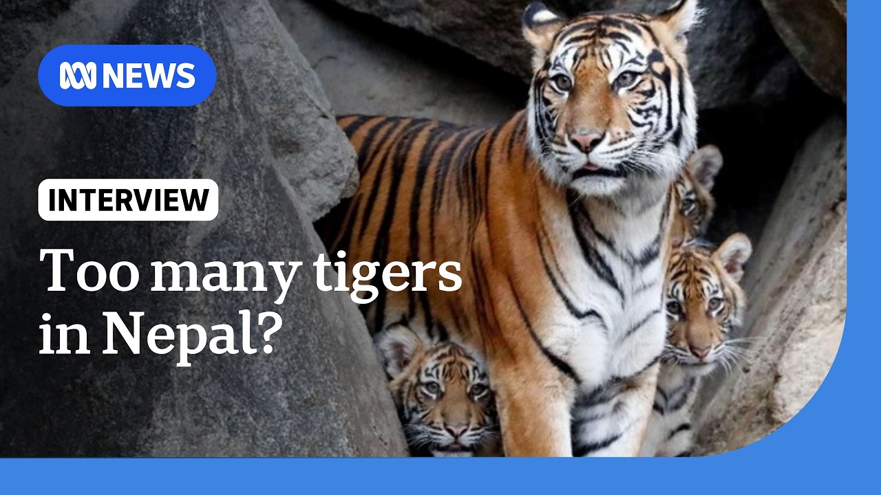 Tiger diplomacy: Why Nepal's government wants to gift wild tigers to other countries | The World