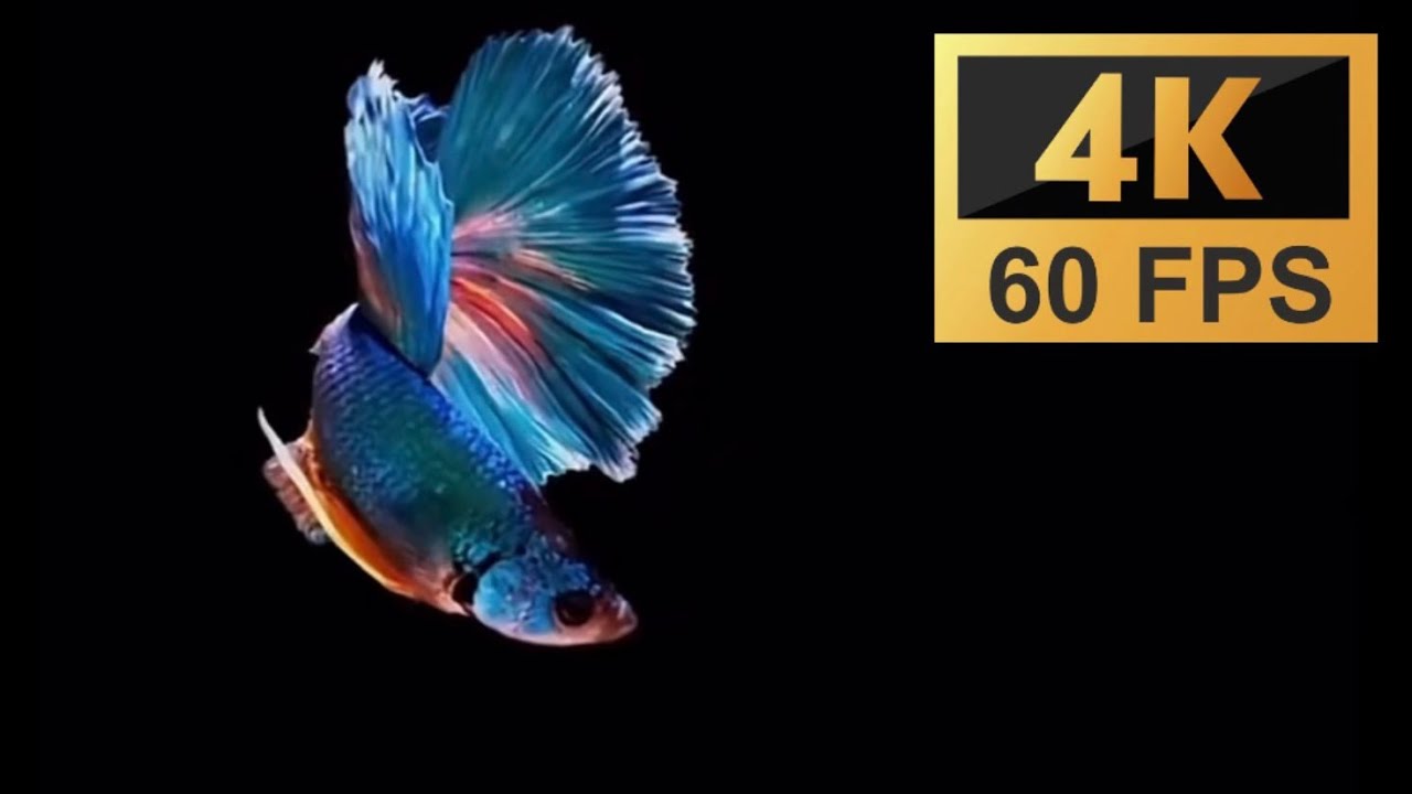 OLED / AMOLED display test 4K 60 FPS❤️