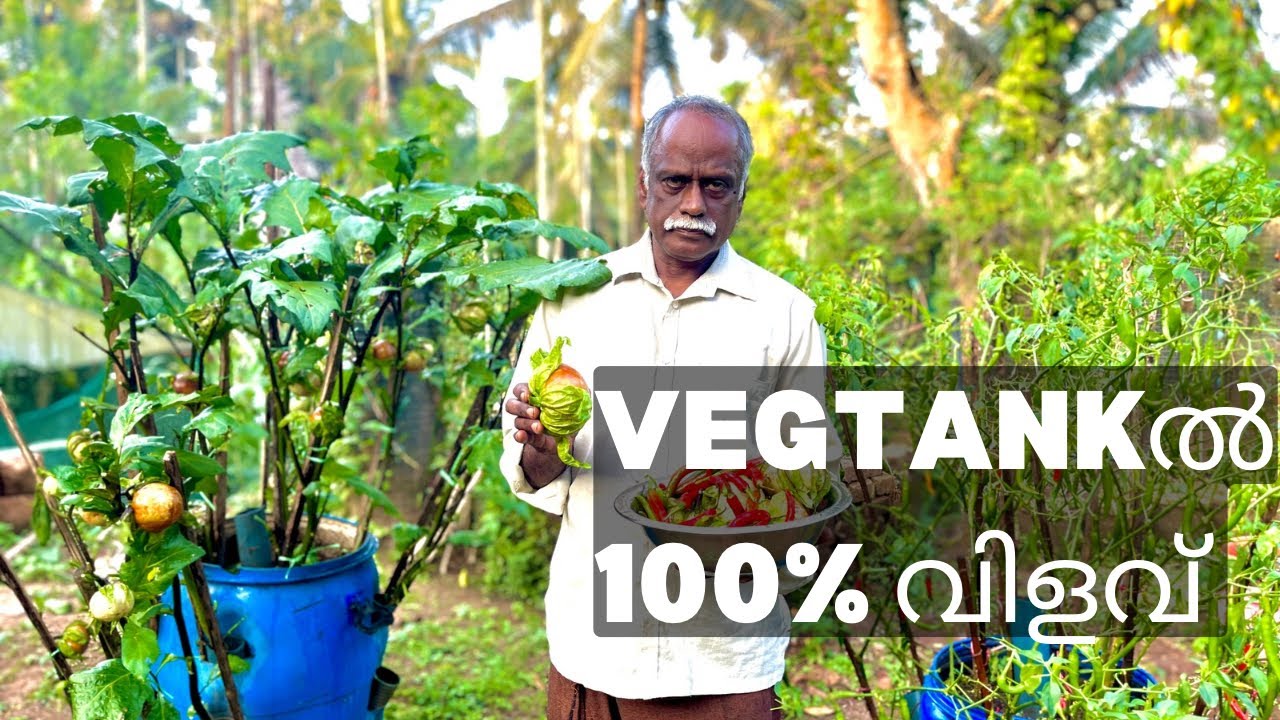 VEG TANKൽ 100% വിളവ് /VARGHEES PULPALLY / vertical farming