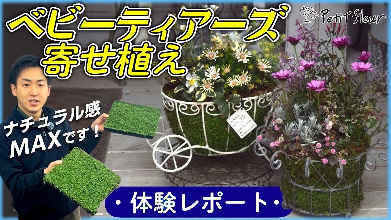 【話題の園芸アイテム】ベビーティアーズ寄せ植え 体験レポート！ナチュラル感MAXの可愛さ！