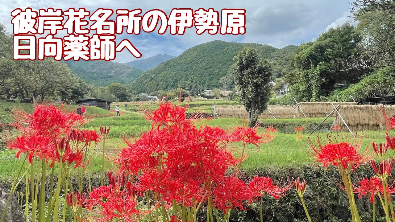 シーズン到来！東京喰種観てまんまと伊勢原の彼岸花群生地と日向薬師(宝城坊)へ行ってきた Kawasaki W650 神奈川ツーリング