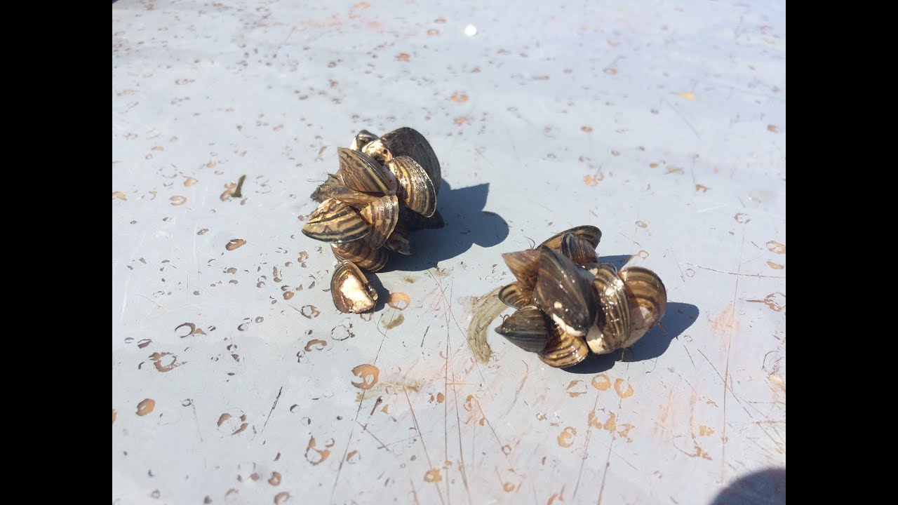 Zebra Mussels
