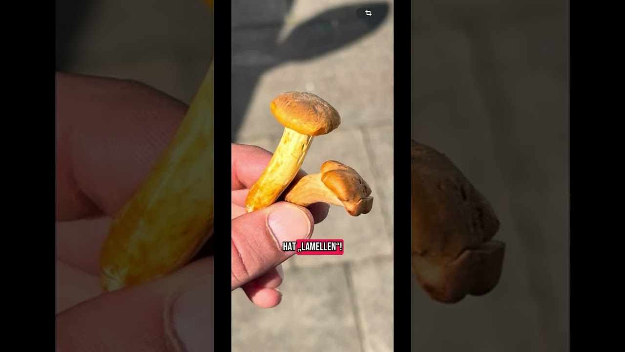 Speisepilz ✅ VS Giftpilz ☠️ Zum verwechseln &auml;hnlich #pfifferlinge #pilze #pilzebestimmen