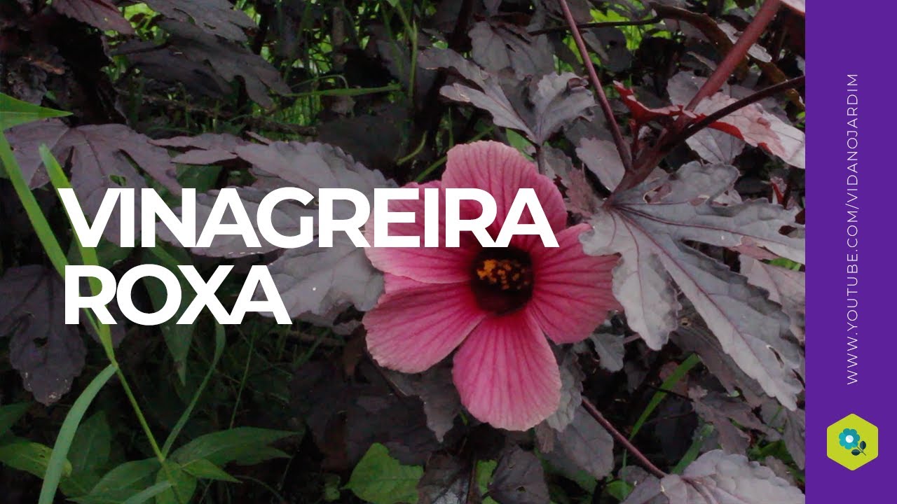 Como CULTIVAR com SUCESSO VINAGREIRA ROXA - Hibiscus acetosella