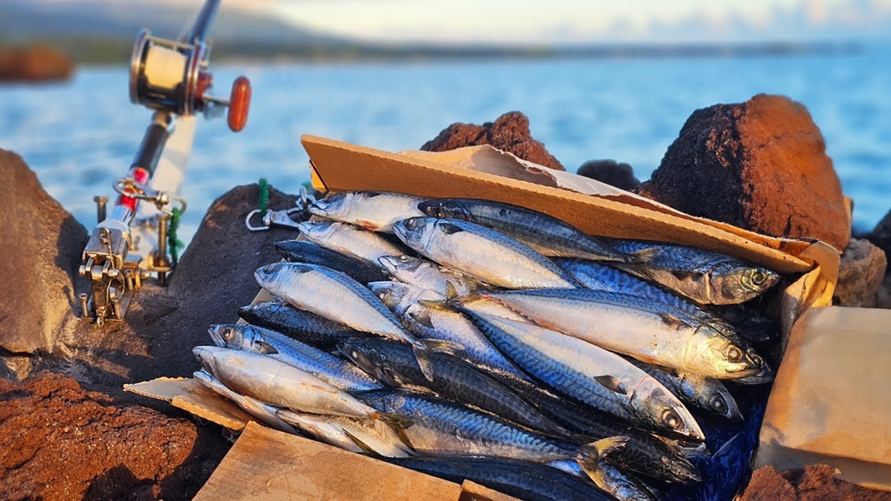 【本当にいるの？ウソのようなホントの人造魚】南方の海で簡単に釣れると聞いたので行ってきた