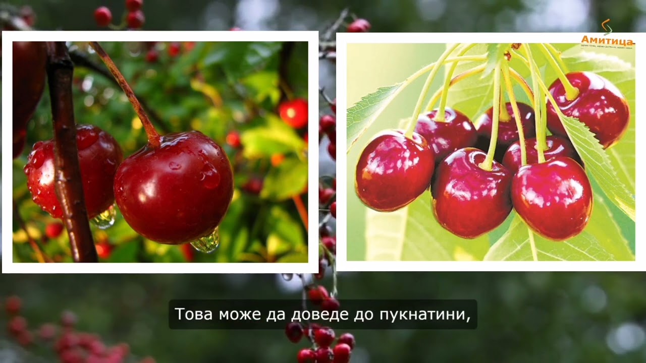 Как да предотвратим напукването на черешите и другите плодове
