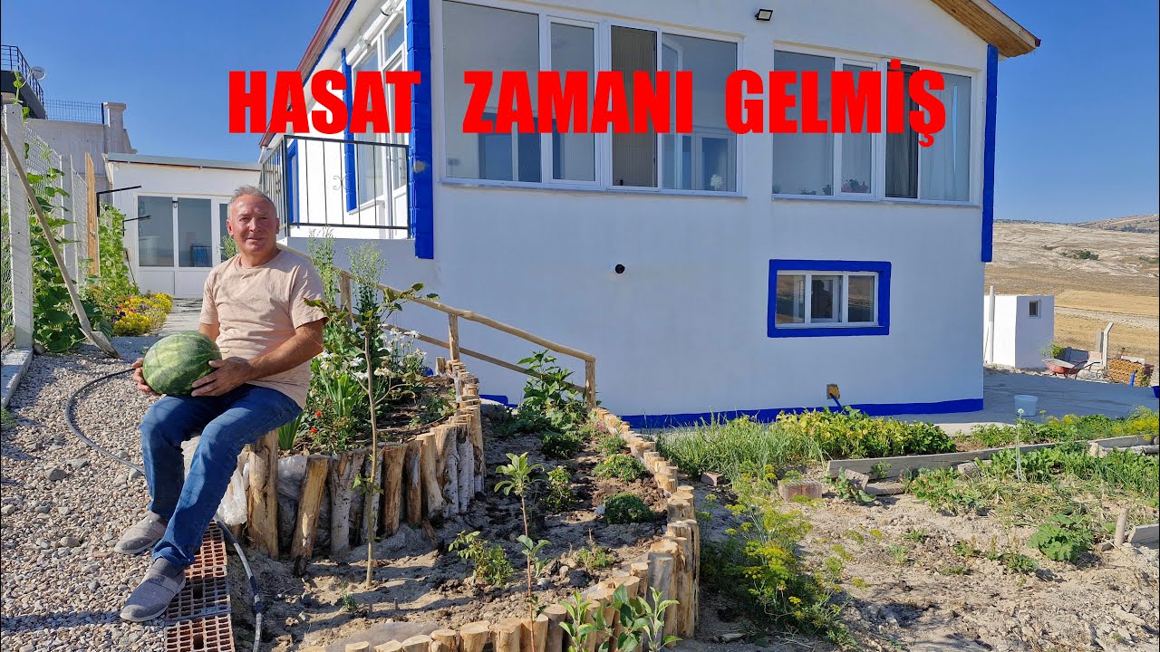 BAHÇEMİZDE HASAT ZAMANI GELMİŞ DOMATESLERİMİZ KIZARMIŞ