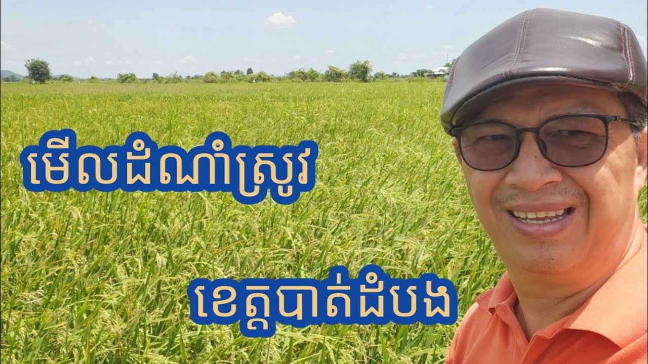 តើដំណាំស្រូវបែបណាបានហៅថាល្អ?