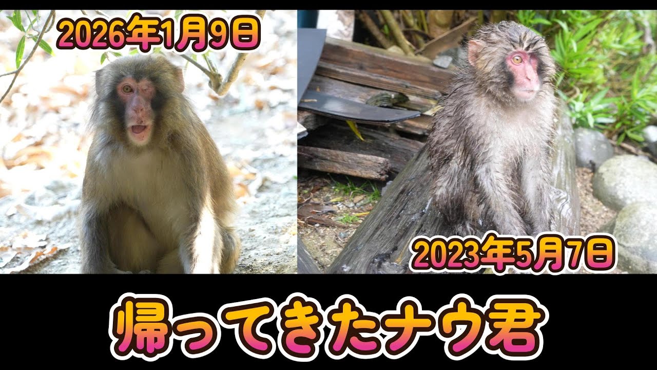 【赤ちゃん・ニホンザル・４K動画】帰ってきた隻眼のナウ君　なぜこのタイミング？