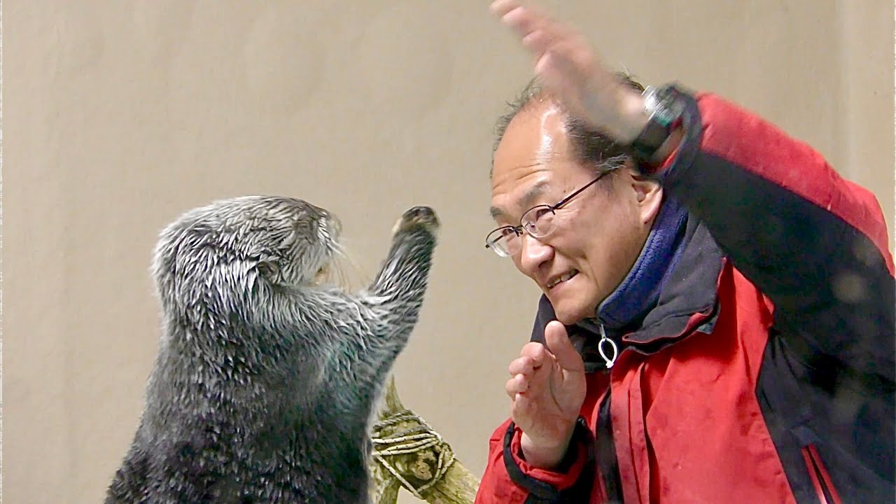 ラッコ　メイちゃんとキラちゃん　ハイタッチが決まりました【鳥羽水族館】Sea otter Mei-chan Kira-chan Toba Aquarium