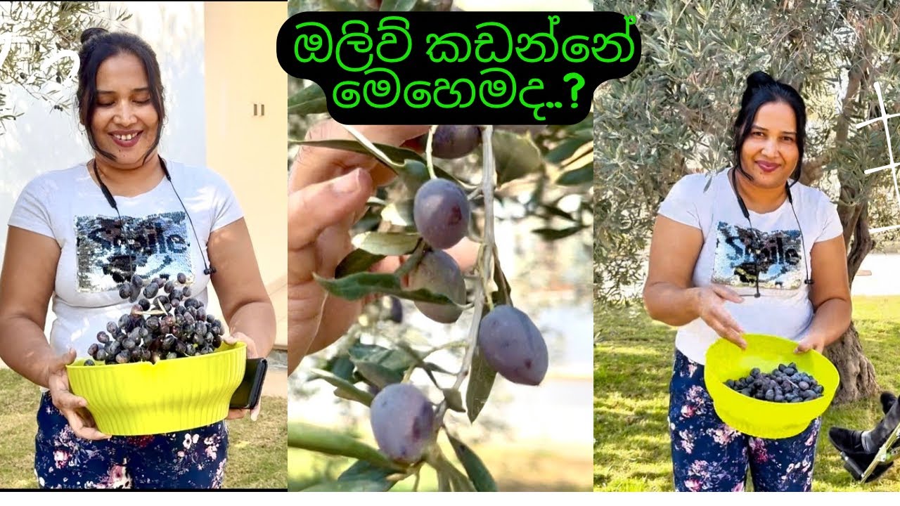 🫒 අපේ සයිප්‍රස් දෛනික ජීවිතේ🇱🇰 | සයිප්‍රස් ඔලිව් කඩන දවස Vlog 02 🇨🇾