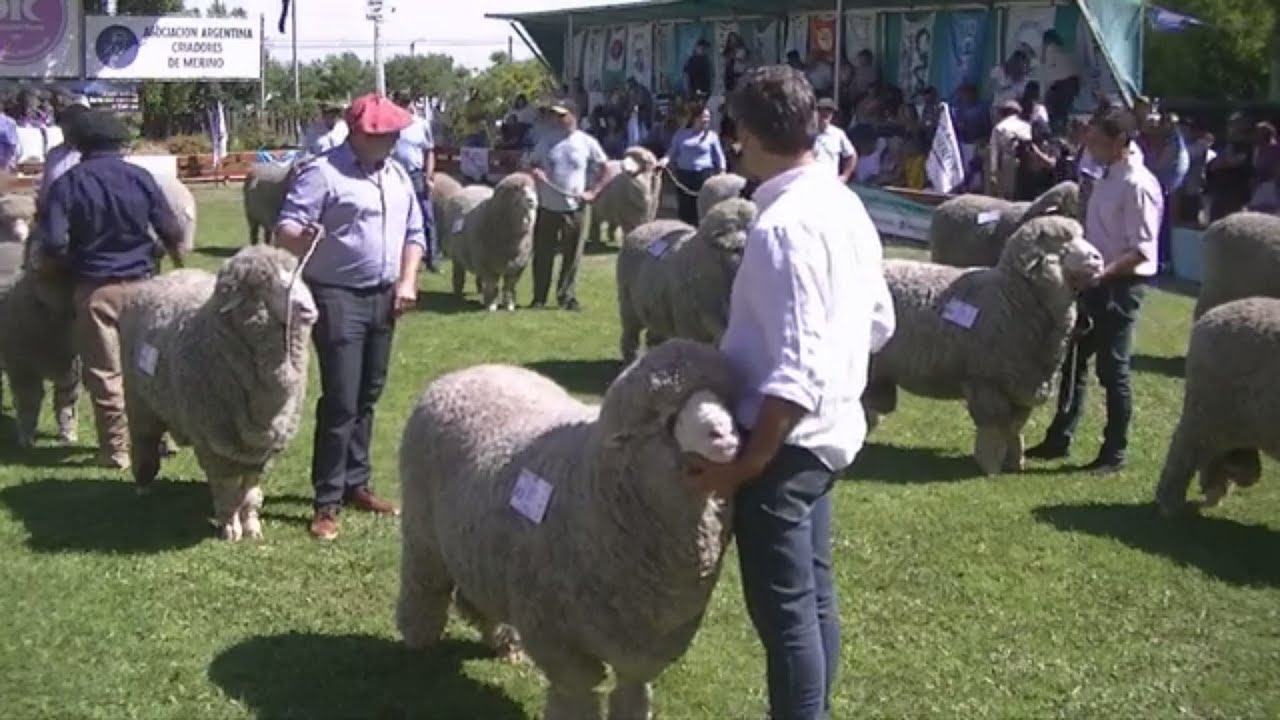 JURAS DE CLASIFICACIÓN 87° EXPOSICIÓN RURAL. - TURNO TARDE