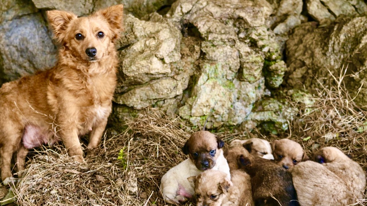 Мама-собака 🐕 спрятала здесь целый выводок щенков. Увидев это, я застыл 🐶❤️