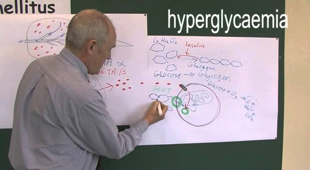 Diabetes 4, Type one and type two pathophysiology