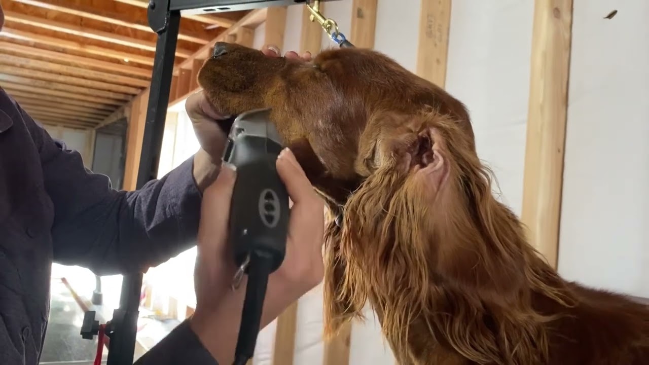 Beginner Irish setter grooming