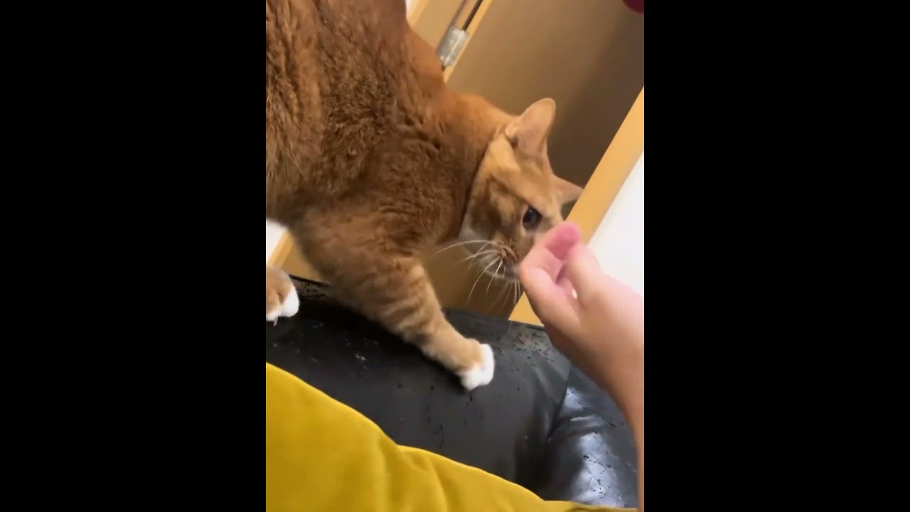 Cat behavior is unpredictable #cat #funnyvideo #fyp #funnycat