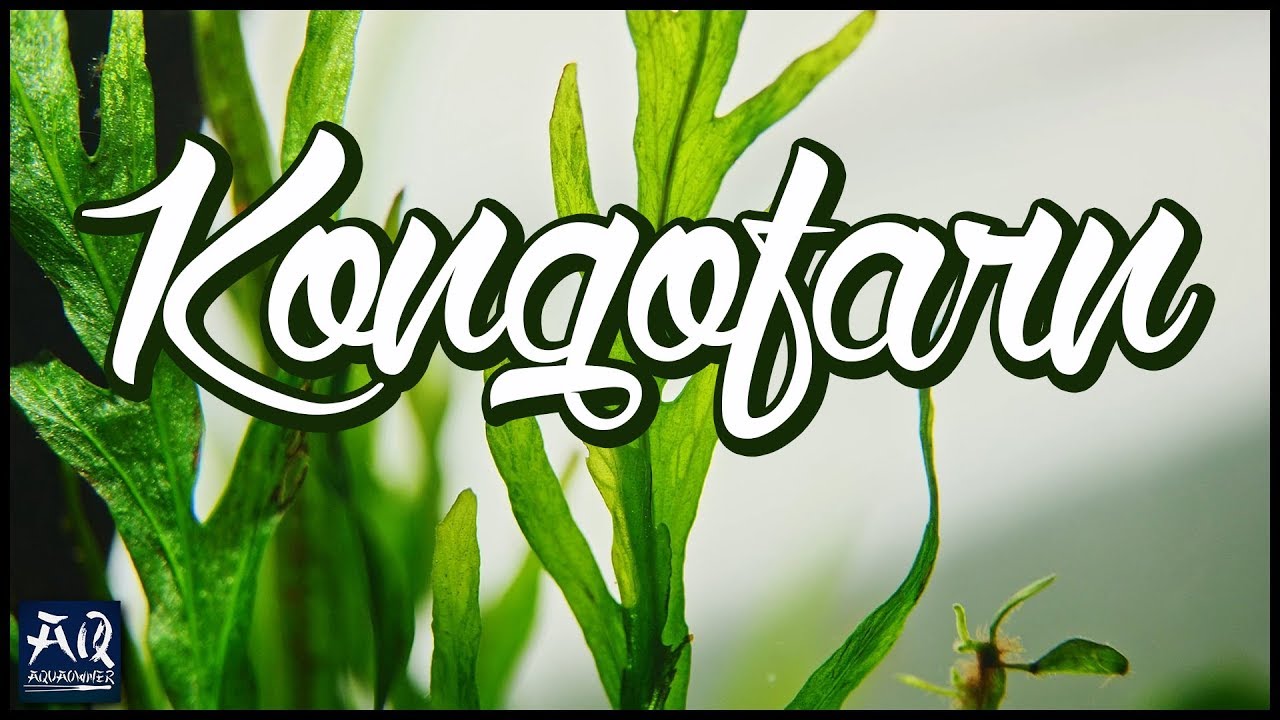 Kongofarn Bolbitis heudelotii | AquaOwner