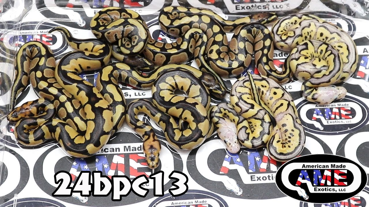 24bpc13 fm Desert Ghost Het Clown x m Pastel DG Clown Het Pied